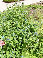 Pentaglottis sempervirens (fam Boraginacees) (1) (Photo F. Mrugala)